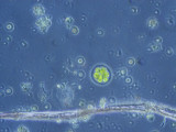 Chlorophyta Chlorophyceae Volvocales Pandorina morum