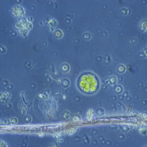 Pandorina morum