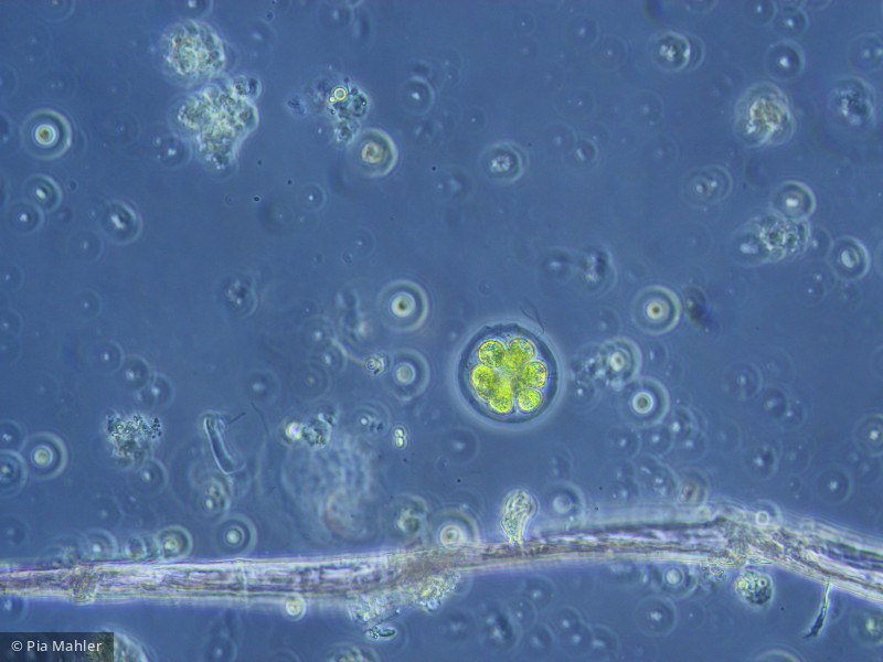 Chlorophyta Chlorophyceae Volvocales Pandorina morum