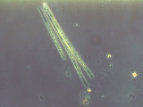 Cyanobacteria Cyanobacteria Nostocales Aphanizomenon flos-aquae
