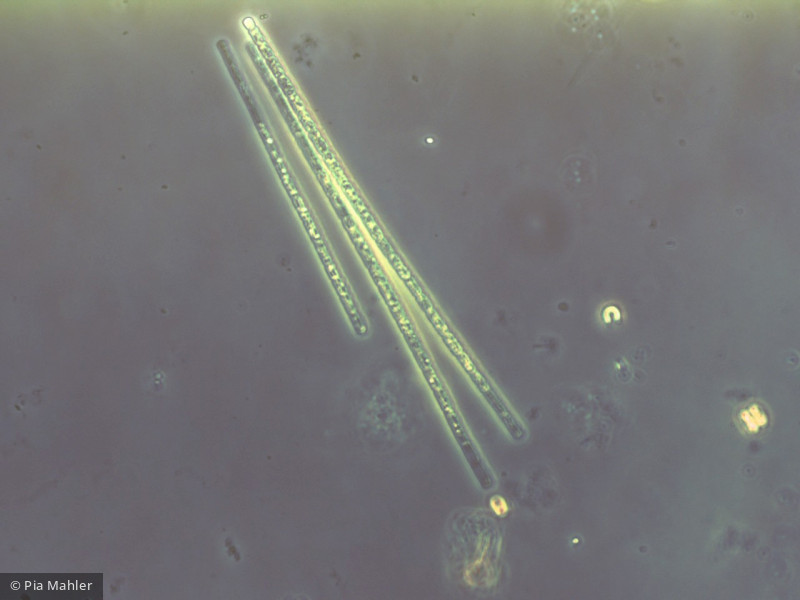 Aphanizomenon flos-aquae · Cyanobacteria Cyanobacteria Nostocales
