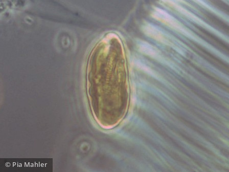 Cryptophyceae Cryptophyceae Cryptomonadales Cryptomonas erosa/ovata/phaseolus