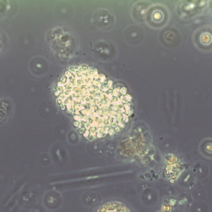Woronichinia naegeliana