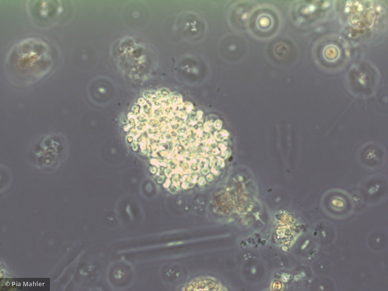 Cyanobacteria Cyanobacteria Chroococcales Woronichinia naegeliana