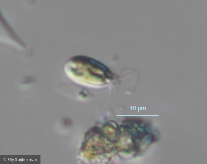 Mallomonas schwemmlei · Heterocontophyta Chrysophyceae Ochromonadales