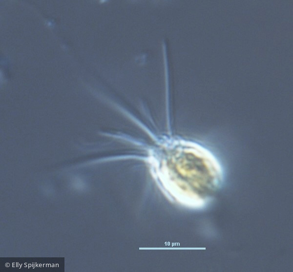 Mallomonas tonsurata · Heterocontophyta Chrysophyceae Ochromonadales