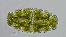 Euastrum oblongum &middot; Chlorophyta Conjugatophyceae Desmidiales