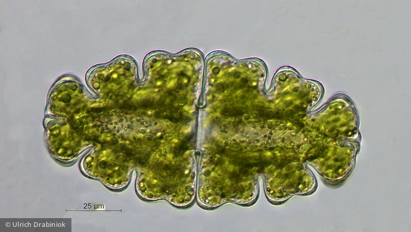 Euastrum oblongum &middot; Chlorophyta Conjugatophyceae Desmidiales