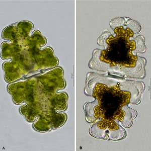 Euastrum oblongum