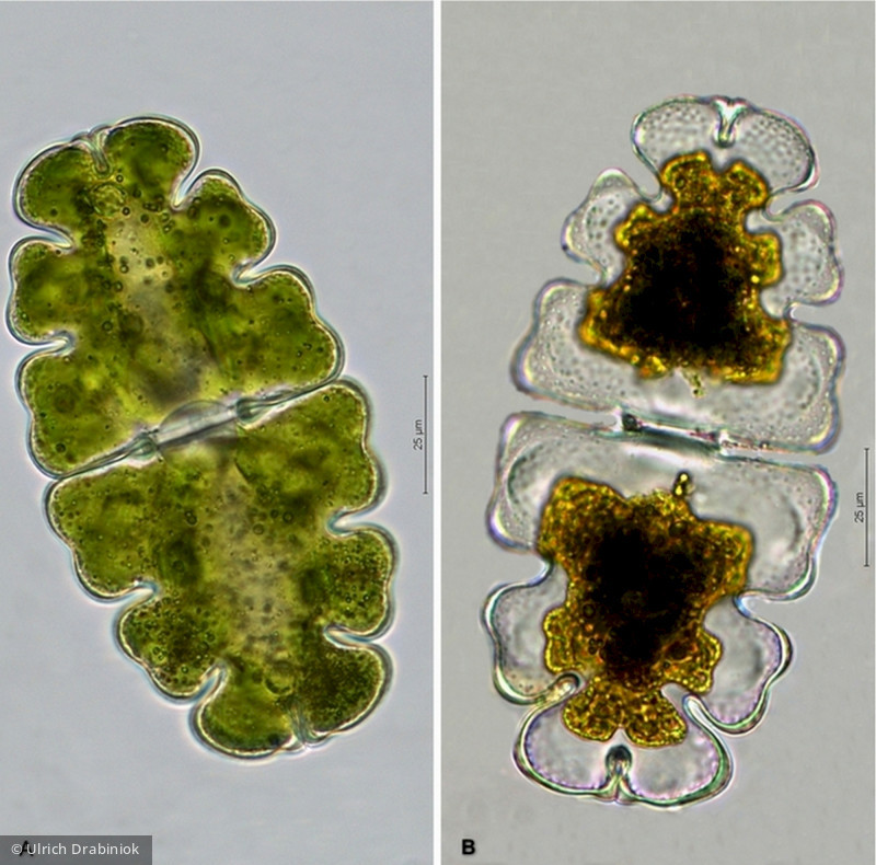 Euastrum oblongum &middot; Chlorophyta Conjugatophyceae Desmidiales