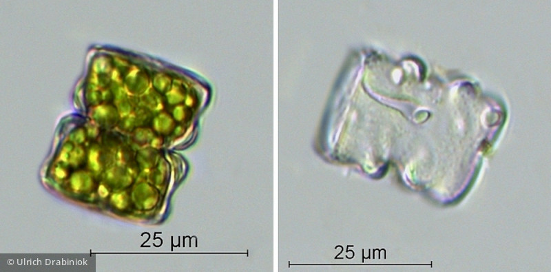 Cosmarium obliquum · Chlorophyta Conjugatophyceae Desmidiales