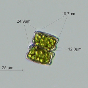 Cosmarium obliquum
