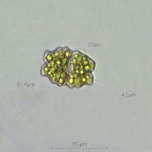 Euastrum neogutwinskii