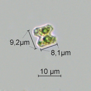 Teilingia granulata