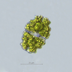 Euastrum bidentatum