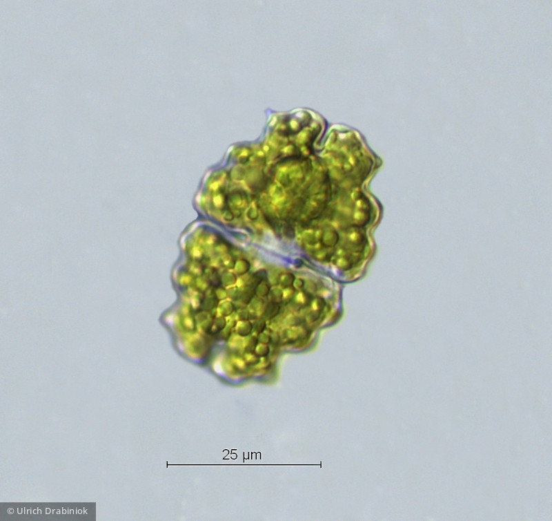 Euastrum bidentatum &middot; Chlorophyta Conjugatophyceae Desmidiales