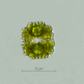 Cosmarium subprotumidum · Chlorophyta Conjugatophyceae Desmidiales