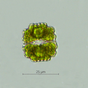 Cosmarium subprotumidum