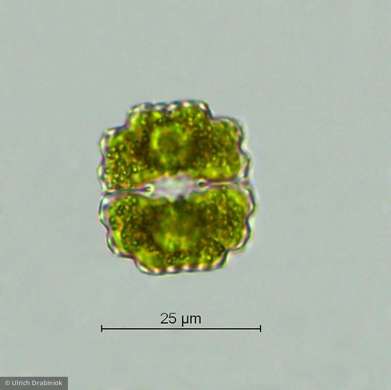 Cosmarium subprotumidum · Chlorophyta Conjugatophyceae Desmidiales