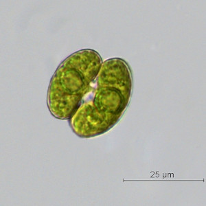Cosmarium depressum