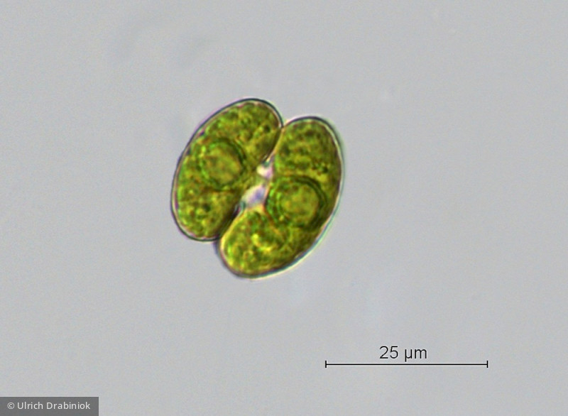 Cosmarium depressum &middot; Chlorophyta Conjugatophyceae Desmidiales